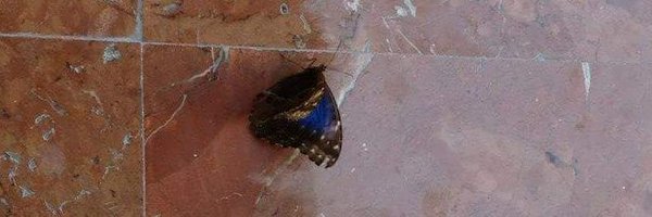 lucyclee60 Profile Banner