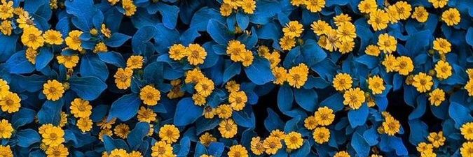 YolandaTs's profile banner image