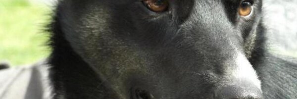 ElleKBullen Profile Banner