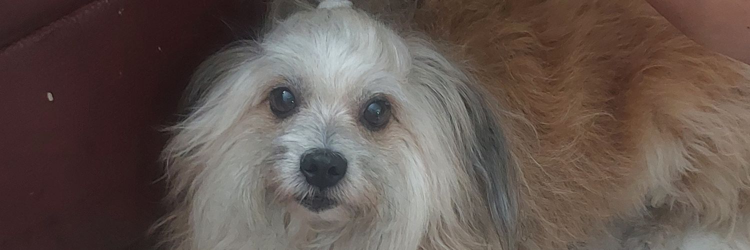 jackycz19's profile banner image