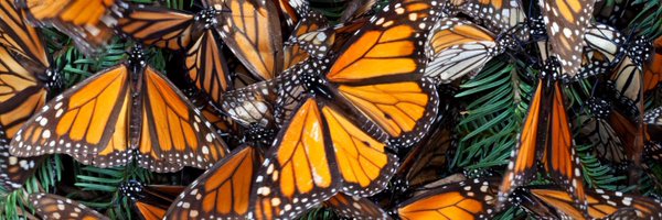 ChrisLowman19 Profile Banner