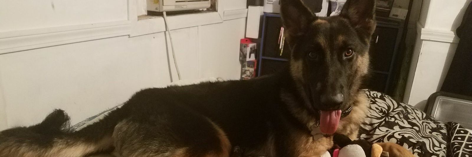 bradwillis2020's profile banner image