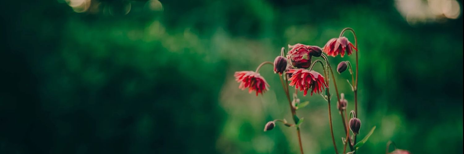 Justinezhao's profile banner image