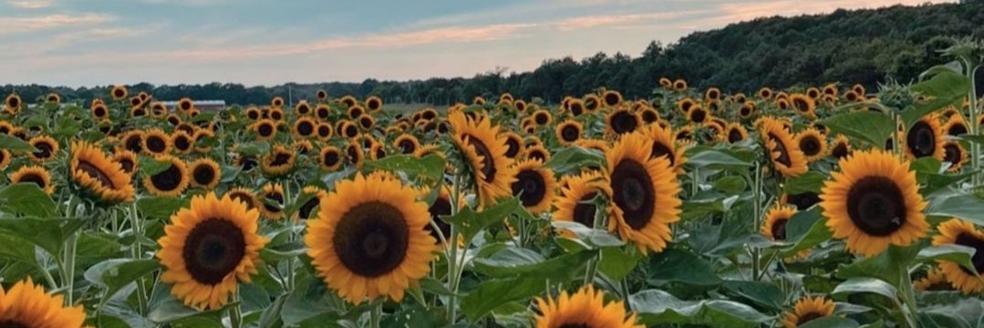 Kami_Acosta's profile banner image