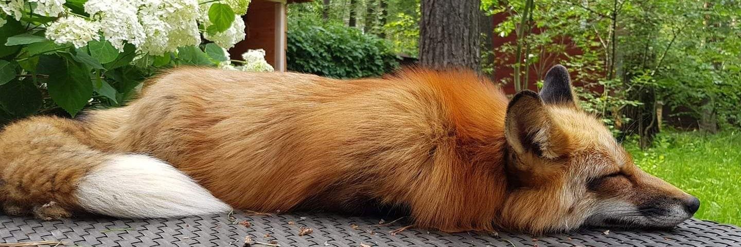 Vitalii Tarnavskiy banner