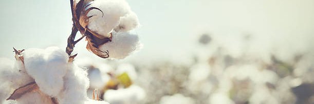 DeAnnaDockery's profile banner image