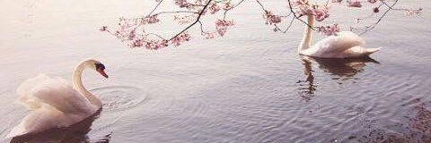 _alhanof_m's profile banner image