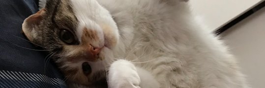Lillymcx's profile banner image