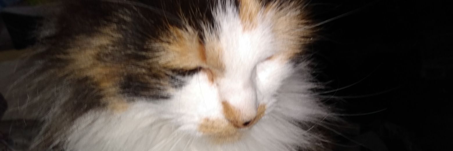 ddnoland's profile banner image