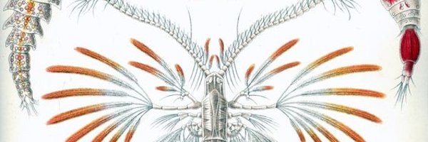 transpositional Profile Banner