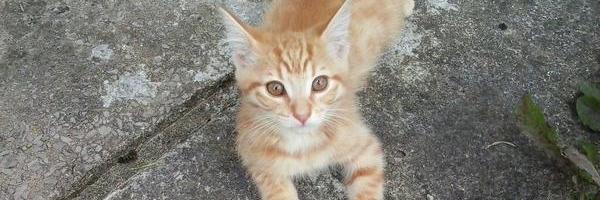 SevrinTiger's profile banner image
