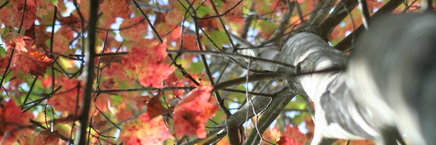Christopher Weber banner