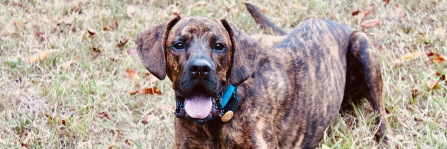 Jared Stratton banner