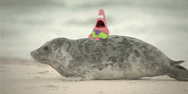 〽@ Schleder banner