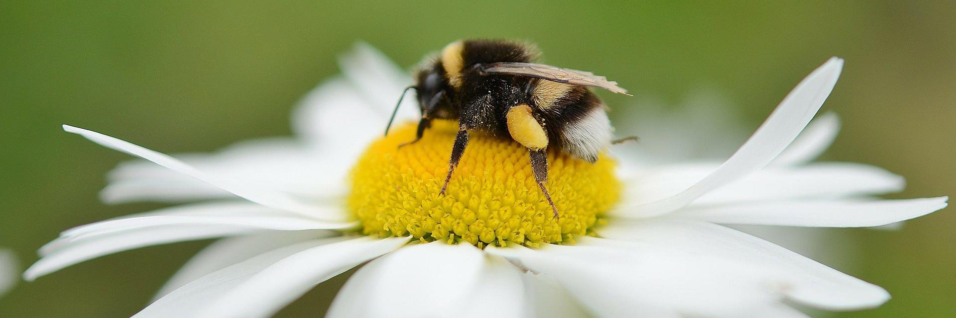 CaramelCubanBee's profile banner image
