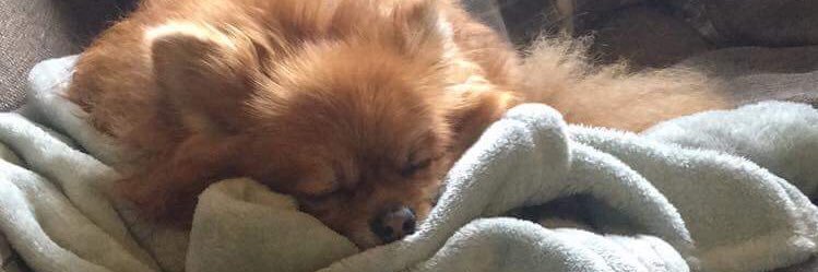 nicwilkoo's profile banner image