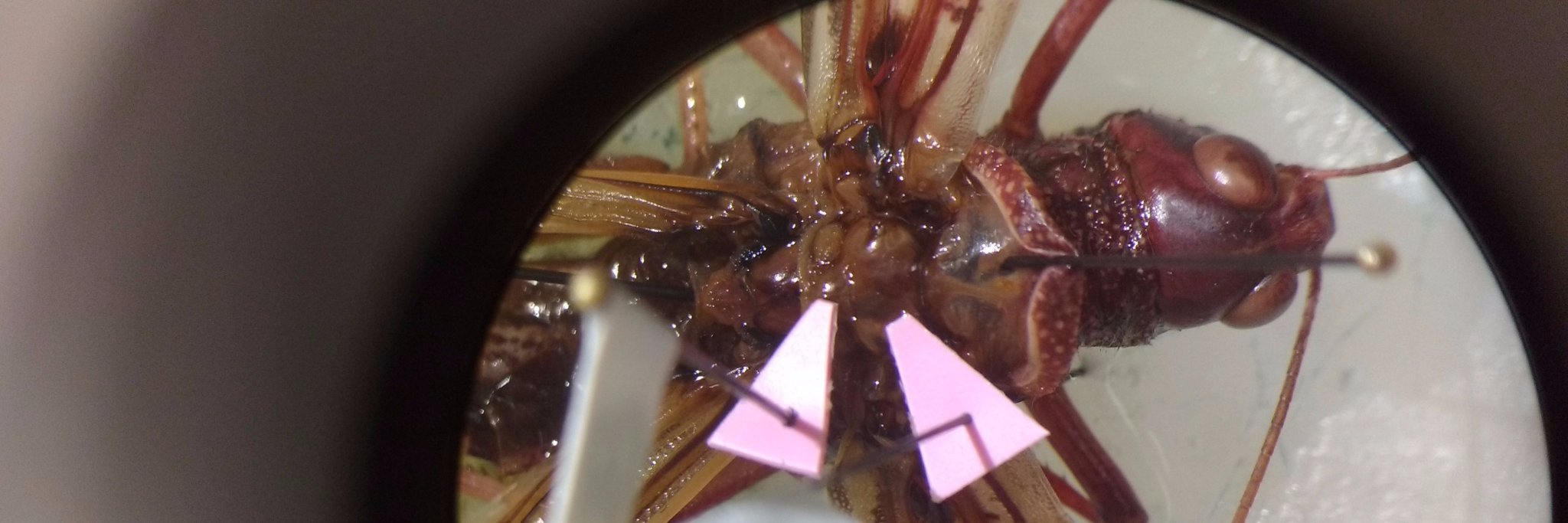 Insect Biology banner