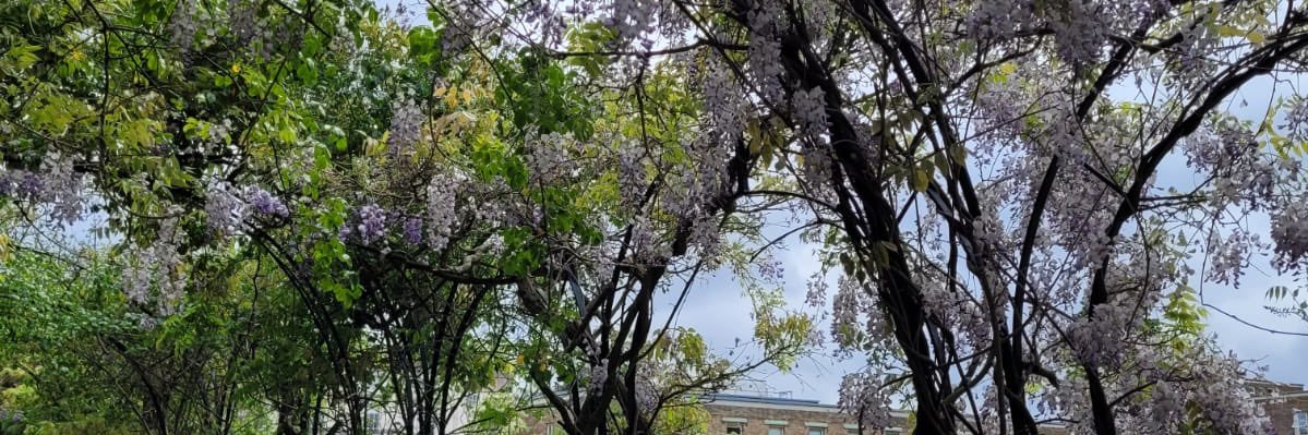 Mariama Seray-Wurie (she/her) banner