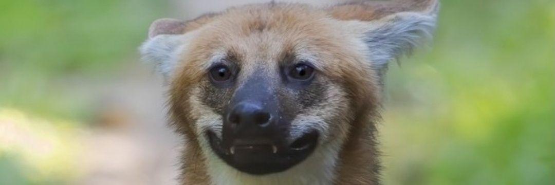 Liana 🏳️‍⚧️ banner