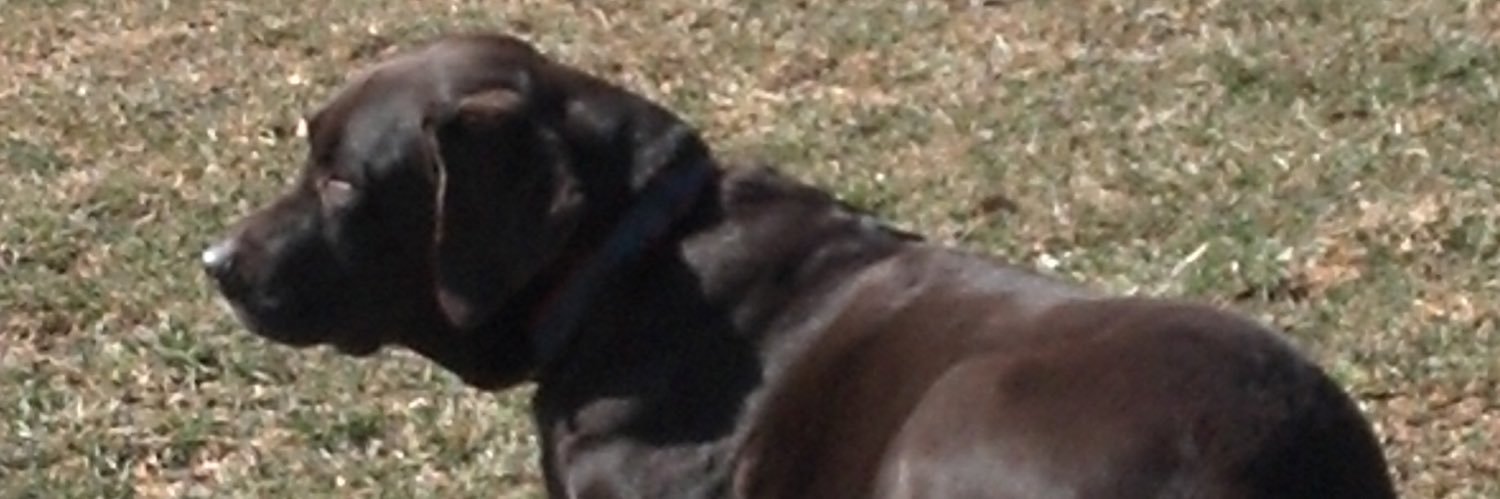 GuinnessDog 🇺🇦💯 🏈⚾️🥍⚽️ banner