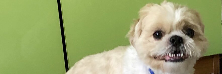 Cecttina's profile banner image