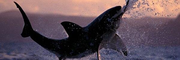 VenomShark15's profile banner image