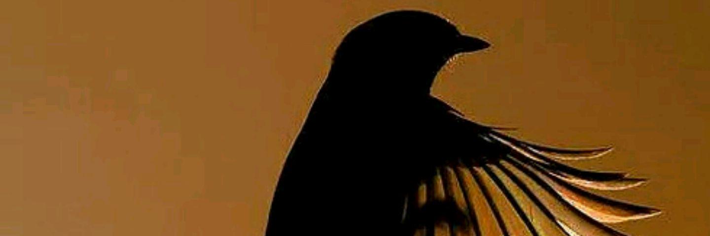 abo88nora's profile banner image