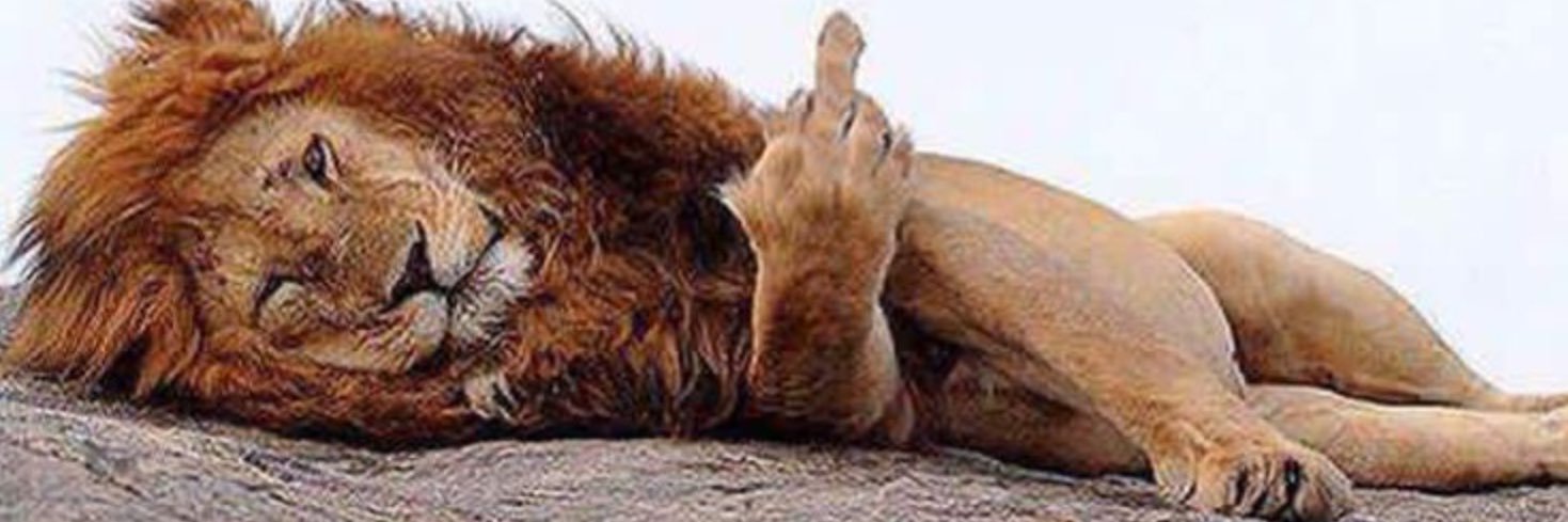 Ginger4Trump's profile banner image