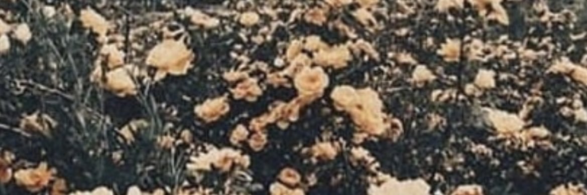 maryahern_'s profile banner image