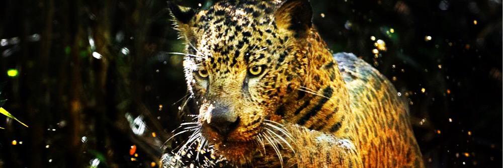 RIBELIZARIO's profile banner image