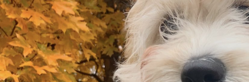 BarleeBearBulla's profile banner image