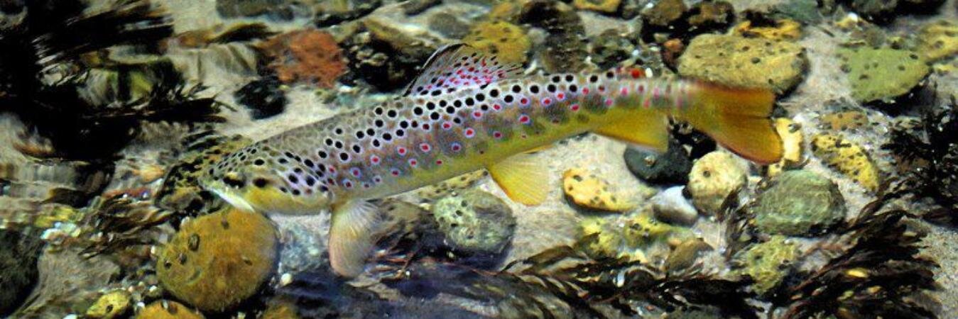 FlyFishingChick's profile banner image