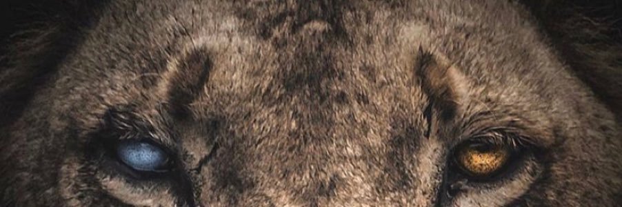 DunTheCEO's profile banner image