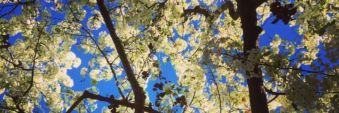 Sasha Bronner banner