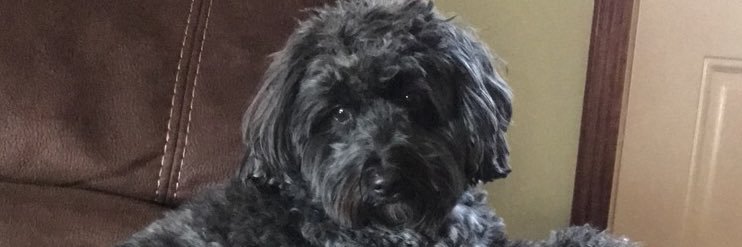 toteschillin's profile banner image