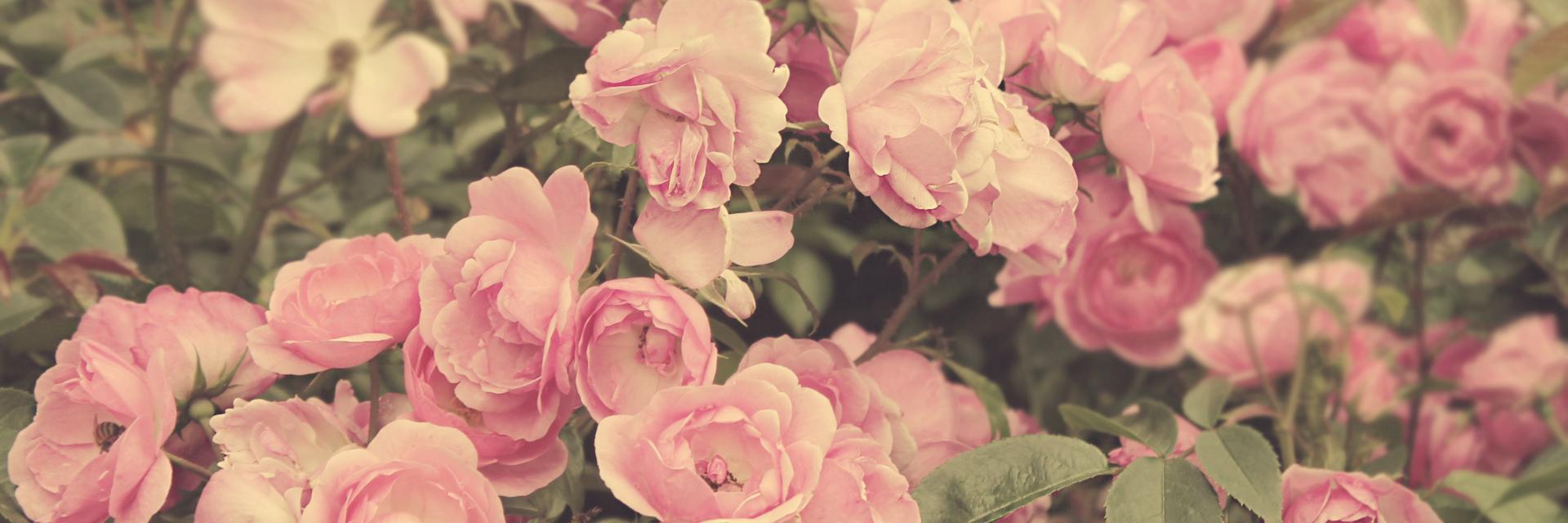 cindykecill's profile banner image