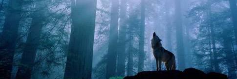 wolfoftheseas's profile banner image