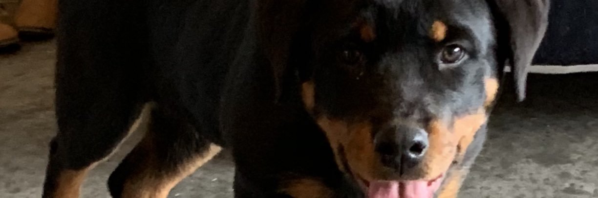 Avantito's profile banner image