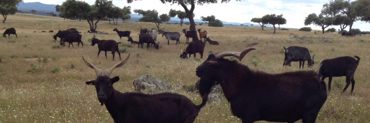 acriverata's profile banner image