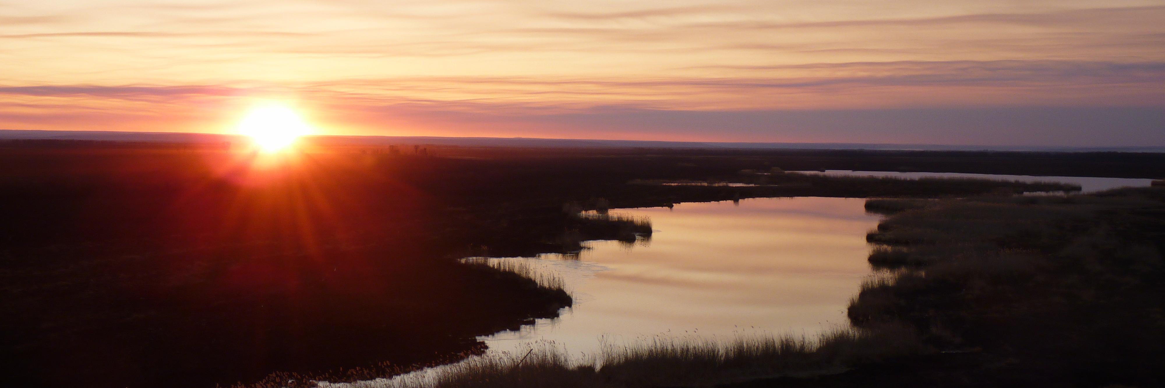 Amur Bird Project banner