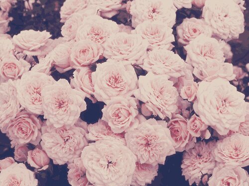 p_farhani's profile banner image