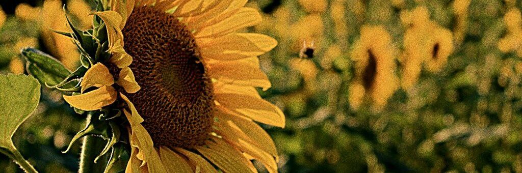 _Refil0e's profile banner image