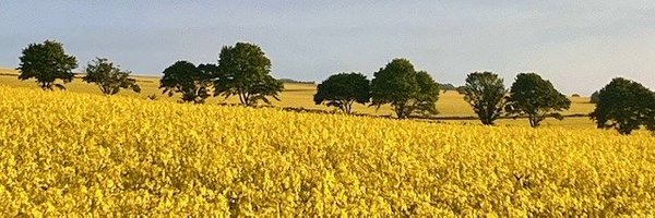 cjk100 Profile Banner