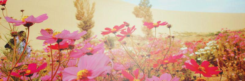 CinnamonSuzy's profile banner image