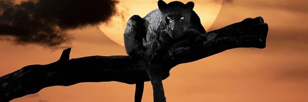 RalphaelA's profile banner image
