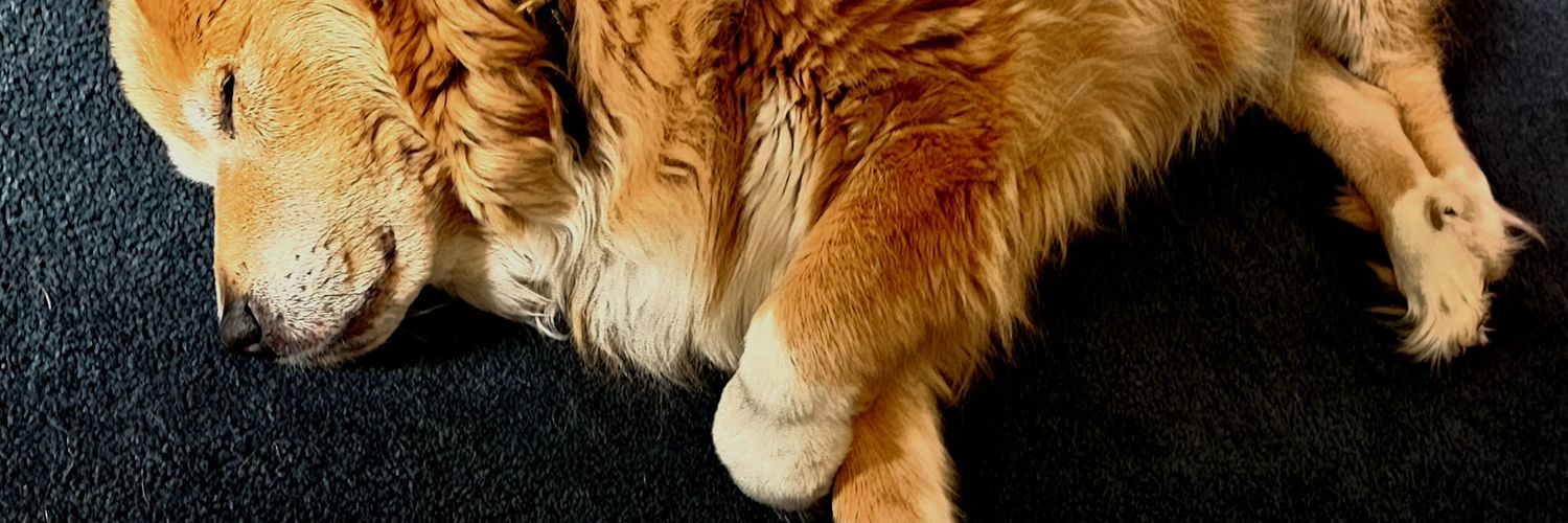 pipperoo's profile banner image