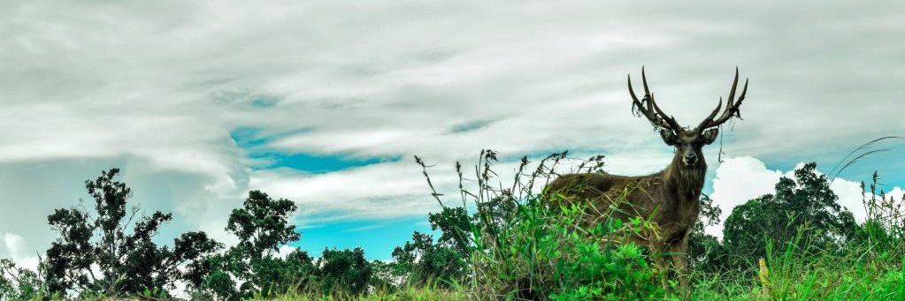 rizkijmbown's profile banner image