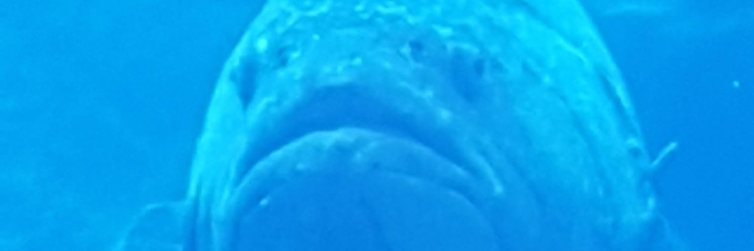 FoersterEli's profile banner image