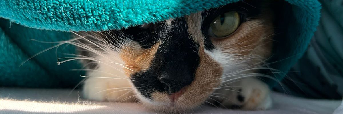 BurnAndressa's profile banner image