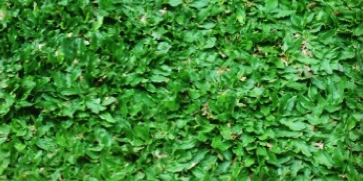 ayuvidya's profile banner image